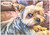 Yorkshire Terrier Portrait - Personalised Example