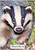 Curious Badger - Personalised Example