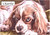 Cavalier King Charles Spaniel - Personalised Example