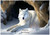 Snow Wolf Cave - Personalised Example