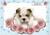 Bulldog Puppy Roses - Personalised Example