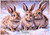 Triple Trouble Bunnies Christmas - Personalised