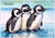 Chubby Christmas Baby Penguins - Personalised