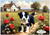Welcome Home Border Collie Puppy - Personalised