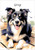 Border Collie Watercolour - Personalised Example Border Collie Watercolour - Personalised Example