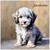Cute Cockerpoo in Oils - Personalised Example
