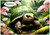 Wandering Tortoise - Personalised