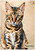The Beauty of the Bengal - Personalised