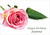 Pink Petal Rose - Personalised Example