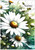 Delicate Daisies - Personalised
