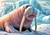 Winter Walrus - Personalised Example