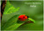 Ladybird Leaf - Personalised Example