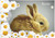 Baby Bunny - Personalised Example