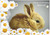 Baby Bunny - Personalised Example