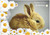 Baby Bunny - Personalised Example