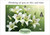 White Lilies & Butterflies - Personalised Example