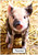 L'il Piglet - Personalised