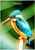 Painted Kingfisher Morning - Personalised