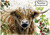 Angus Highland Cattle - Personalised