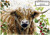 Angus Highland Cattle - Personalised Wxample