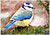 Painted Blue Tit - Personalised Example