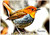 Visiting Robin - Personalised