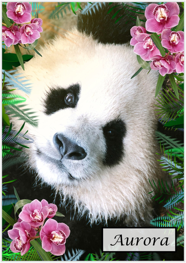Orchid Panda Bear