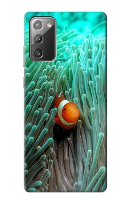 S3893 カクレクマノミ Ocellaris clownfish Samsung Galaxy Note 20 バックケース、フリップケース・カバー