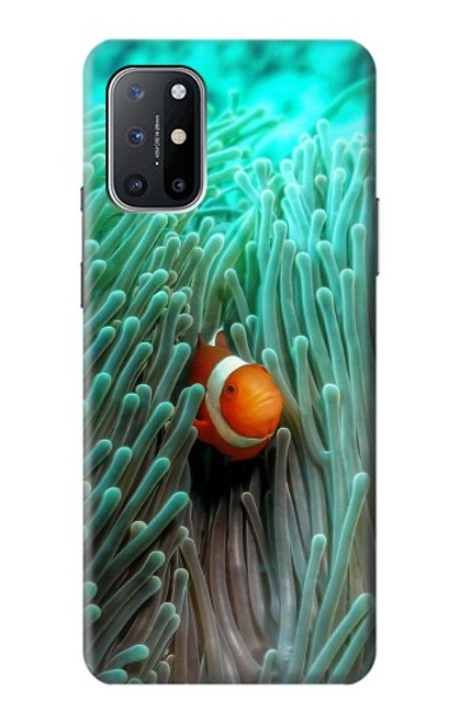 S3893 カクレクマノミ Ocellaris clownfish OnePlus 8T バックケース、フリップケース・カバー