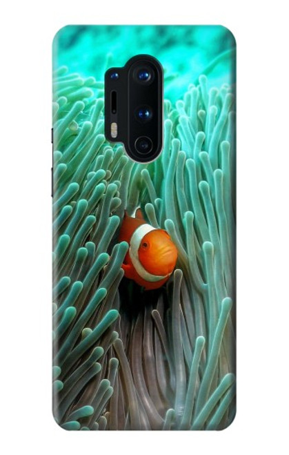 S3893 カクレクマノミ Ocellaris clownfish OnePlus 8 Pro バックケース、フリップケース・カバー