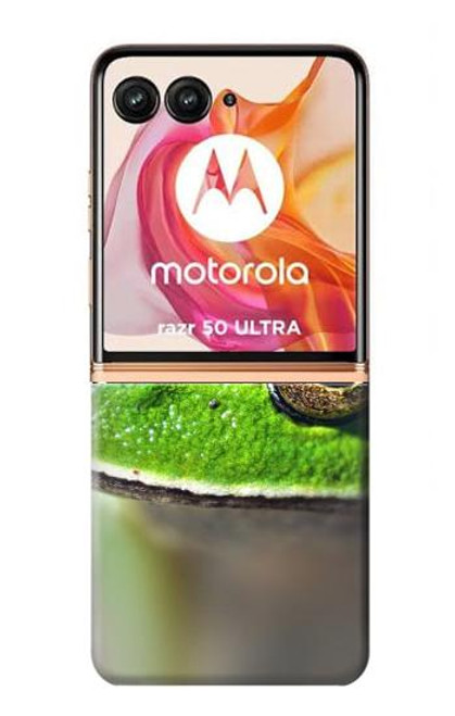 S3845 緑のカエル Green frog Motorola Razr 50 Ultra バックケース、フリップケース・カバー