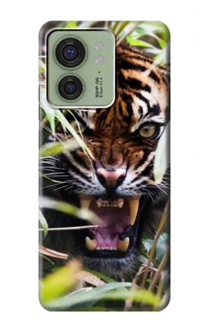 S3838 ベンガルトラの吠え Barking Bengal Tiger Motorola Edge (2023), Edge 40 バックケース、フリップケース・カバー