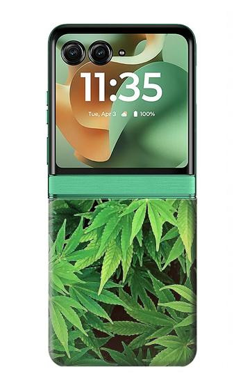 S1656 マリファナ Marijuana Plant Motorola Razr 60, Razr 2025 バックケース、フリップケース・カバー