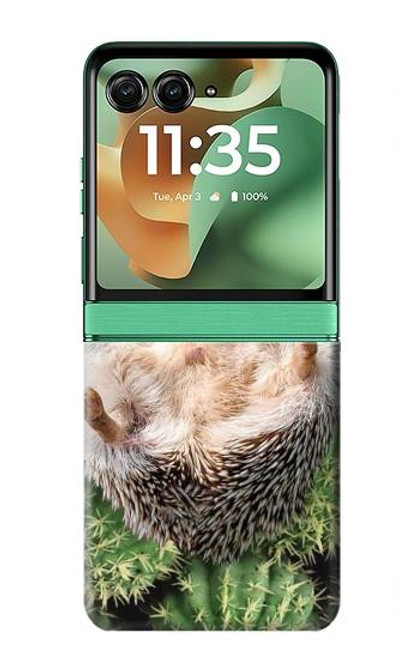 S3863 ピグミー ハリネズミ ドワーフ ハリネズミ ペイント Pygmy Hedgehog Dwarf Hedgehog Paint Motorola Razr 60, Razr 2025 バックケース、フリップケース・カバー