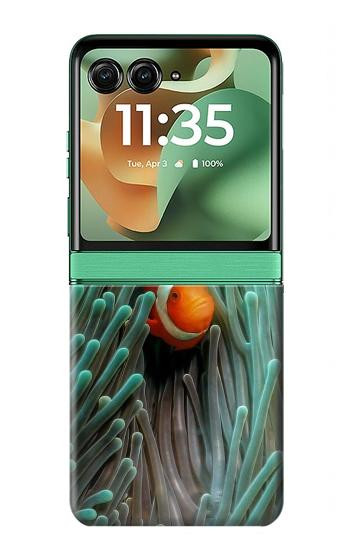S3893 カクレクマノミ Ocellaris clownfish Motorola Razr 70+,60+, Razr+ (2026, 2025, 2024) バックケース、フリップケース・カバー