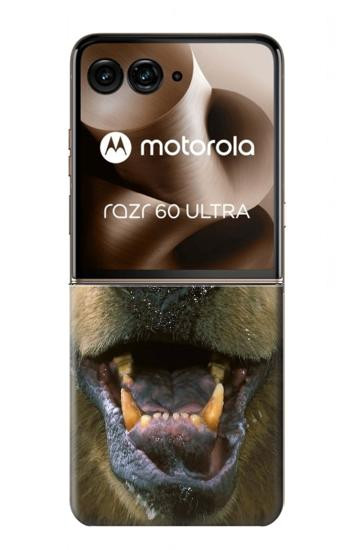 S0840 グリズリーベアの顔 Grizzly Bear Face Motorola Razr 60 Ultra, Razr Ultra 2025 バックケース、フリップケース・カバー