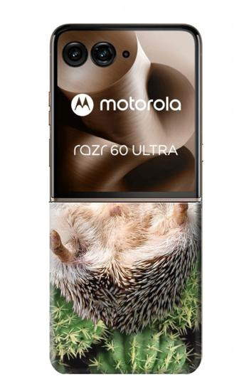S3863 ピグミー ハリネズミ ドワーフ ハリネズミ ペイント Pygmy Hedgehog Dwarf Hedgehog Paint Motorola Razr 70 Ultra, 60 Ultra, 50 Ultra, Ultra 2026, Ultra 2025 バックケース、フリップケース・カバー