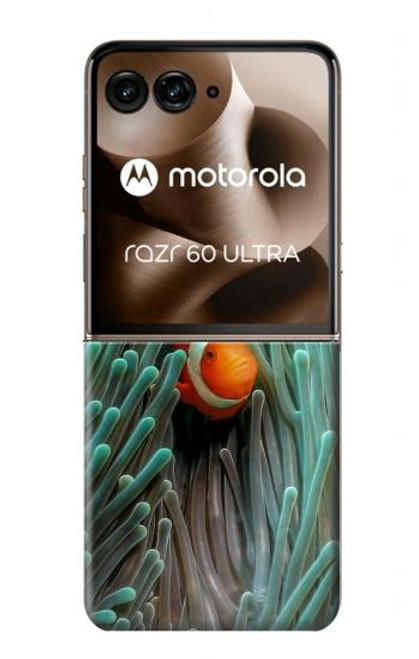 S3893 カクレクマノミ Ocellaris clownfish Motorola Razr 60 Ultra, Razr Ultra 2025 バックケース、フリップケース・カバー