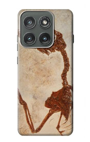 S0379 恐竜化石 Dinosaur Fossil Motorola Edge (2025) バックケース、フリップケース・カバー