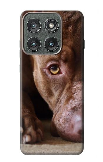 S0519 ピットブルの顔 PitBull Face Motorola Edge (2025) バックケース、フリップケース・カバー