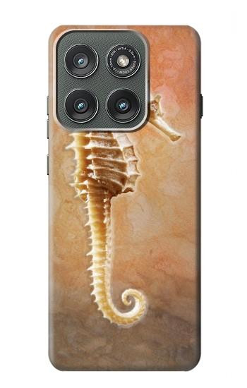 S2674 タツノオトシゴスケルトン化石 Seahorse Skeleton Fossil Motorola Edge (2025) バックケース、フリップケース・カバー