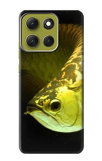 S1021 ゴールドアロワナの魚 Gold Arowana Fish Motorola Moto G86 バックケース、フリップケース・カバー