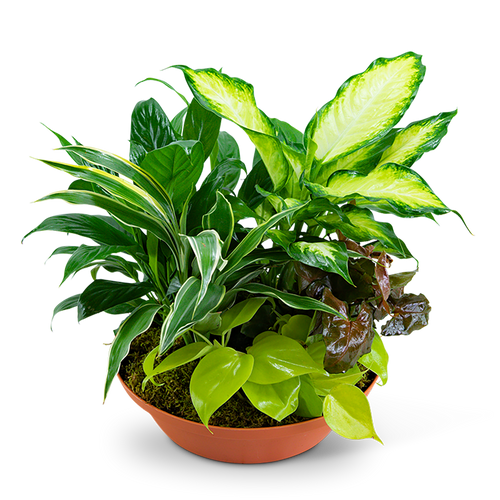 Tropics in Terracotta