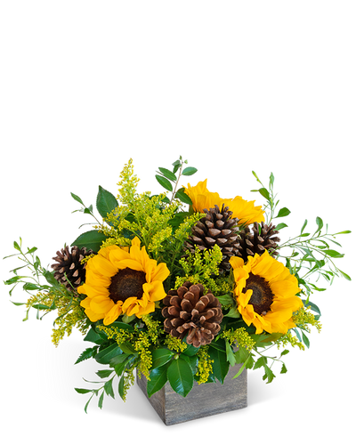 Harvest Sunburst 