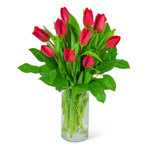 Red Tulips