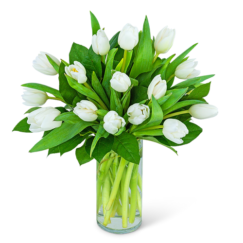 White Tulips