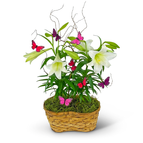 Easter Lilies in Spring Basket