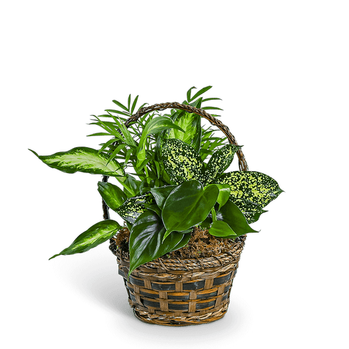 Tranquil Dish Garden in Basket