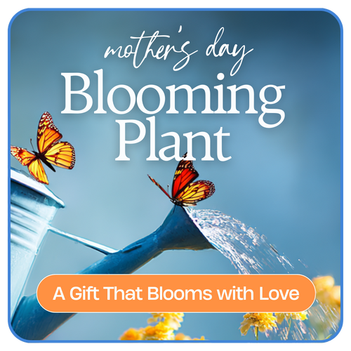 Mother's Day Blooming Plant