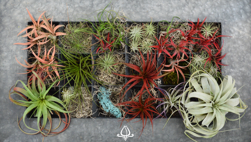 Meet Our New Favorite Gift: Air Plants!